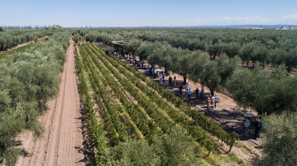 Tasting And Lunch At Luigi Bosca Winery (1)