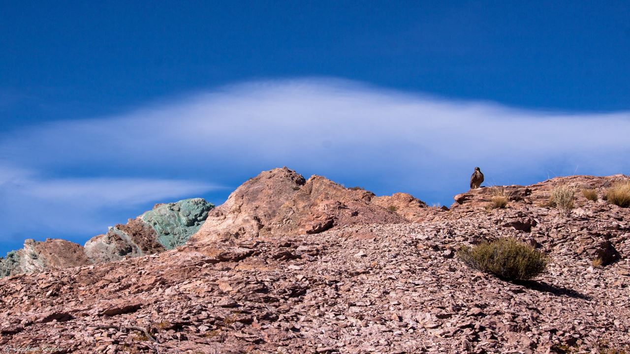 Photographic Safari To The Andes (2)