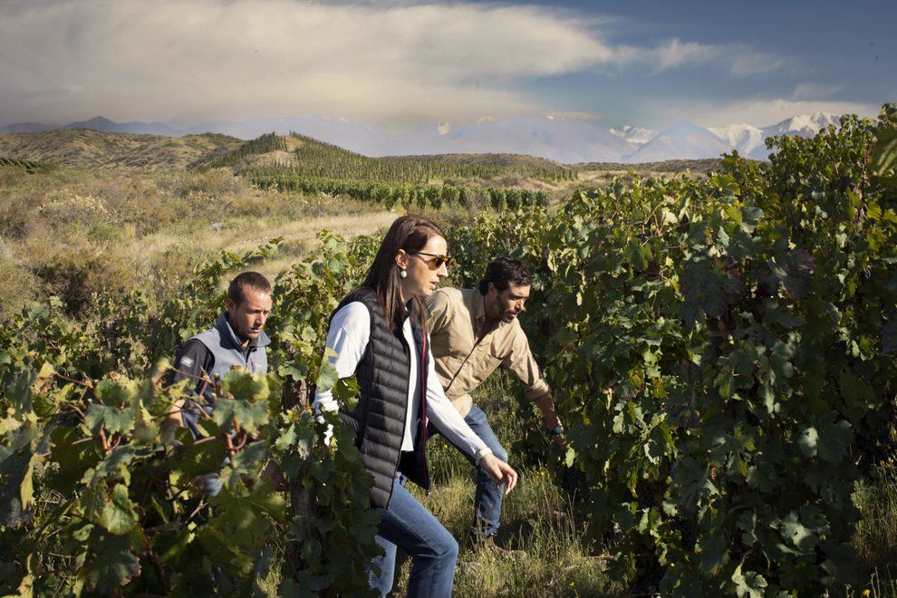 Weinprobe-tour Im Weingut Zuccardi foto 5
