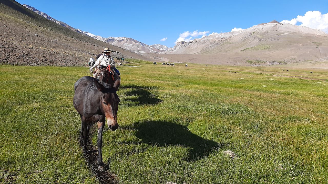 Pferd Über Die Anden foto 2