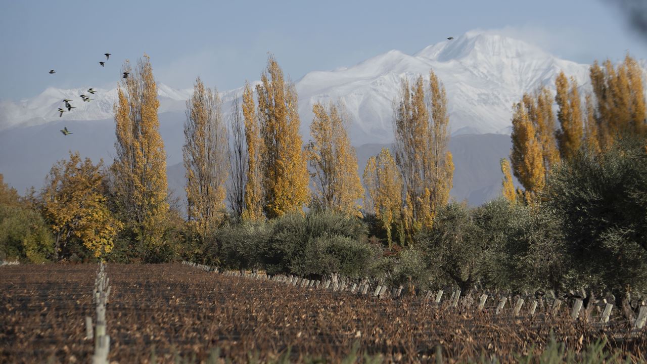 Déjeuner Au Domaine Viticole Casarena foto 5