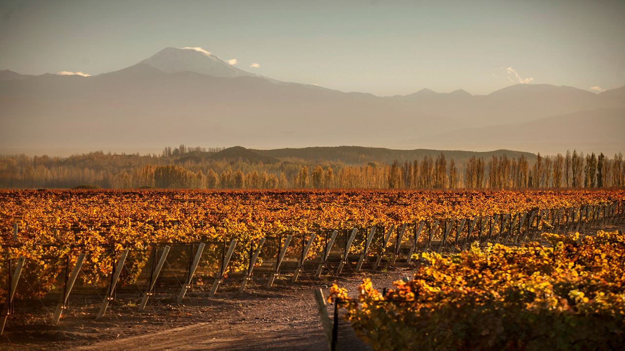 Wine Tour In Mendoza Flavor And Tradition (1)