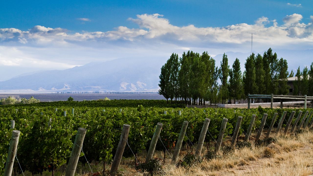 Wine Tour In Mendoza Flavor And Tradition (3)