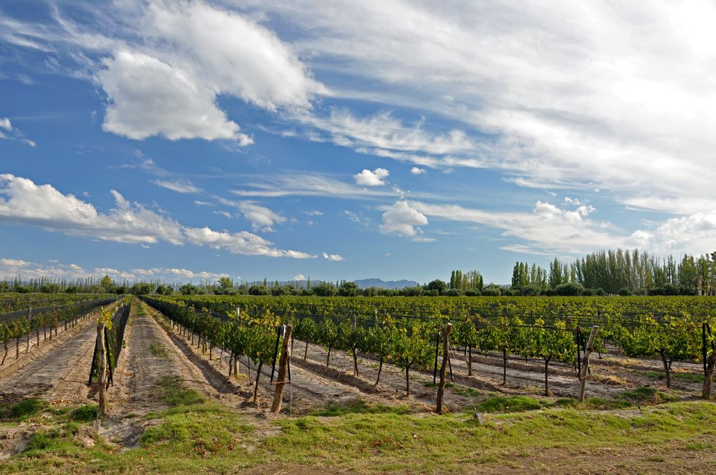 Half Day Wine Tour (Lujan-maipu) (1)