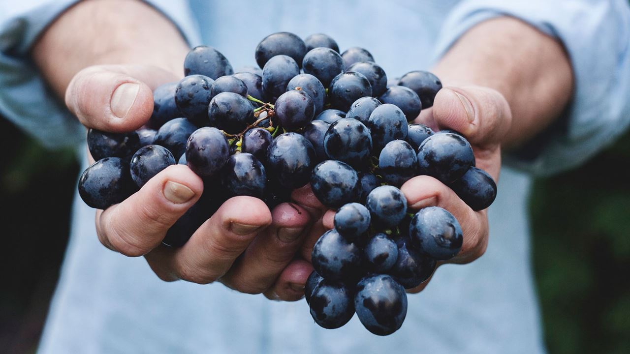 Organic And Biodynamic Wine Tour (1)