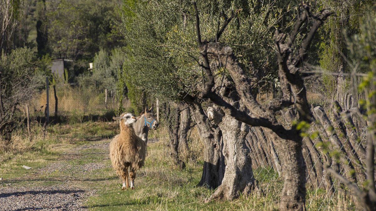 Organic And Biodynamic Wine Tour (2)