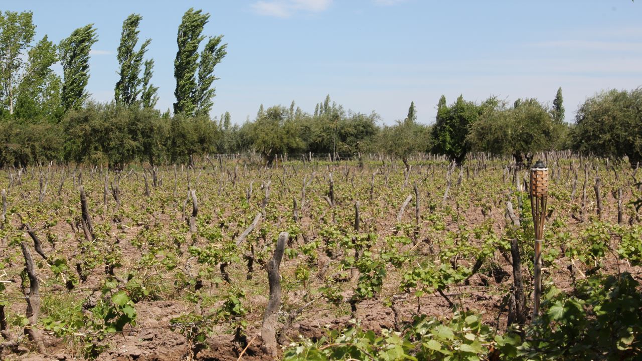 Full Day Premium Wine Tour (1)