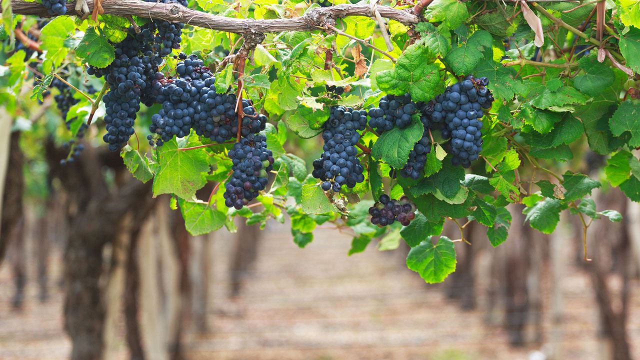 Private Tour With Winemakers (5)