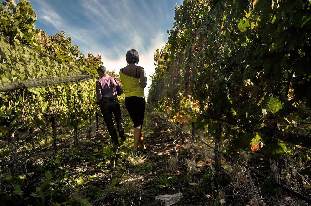 Visit To 3 Wineries With Wine Tasting And Gourmet Lunch (3)
