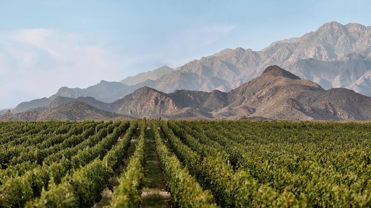 Visit To 3 Wineries With Wine Tasting And Gourmet Lunch (0)