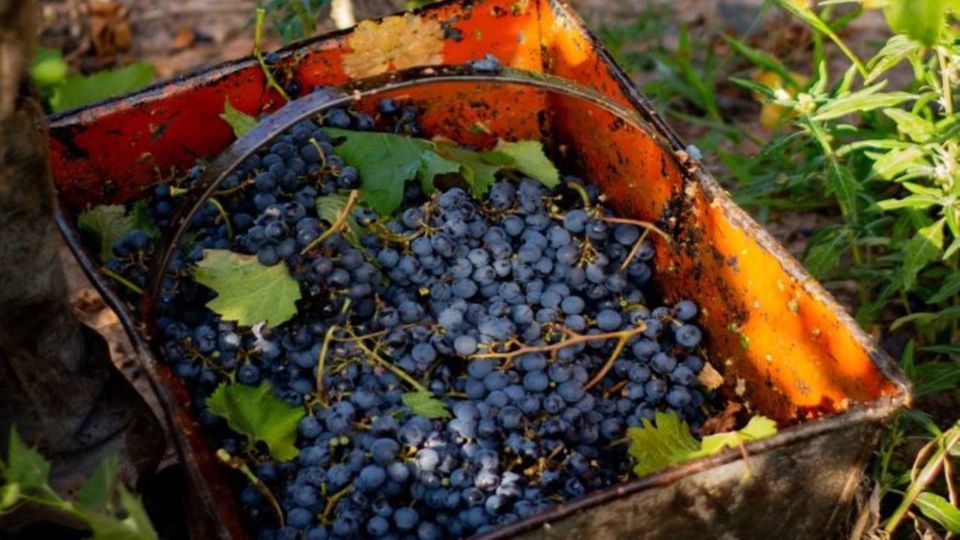 Visita A Bodegas Con Degustacion Y Almuerzo En Maipú foto 7