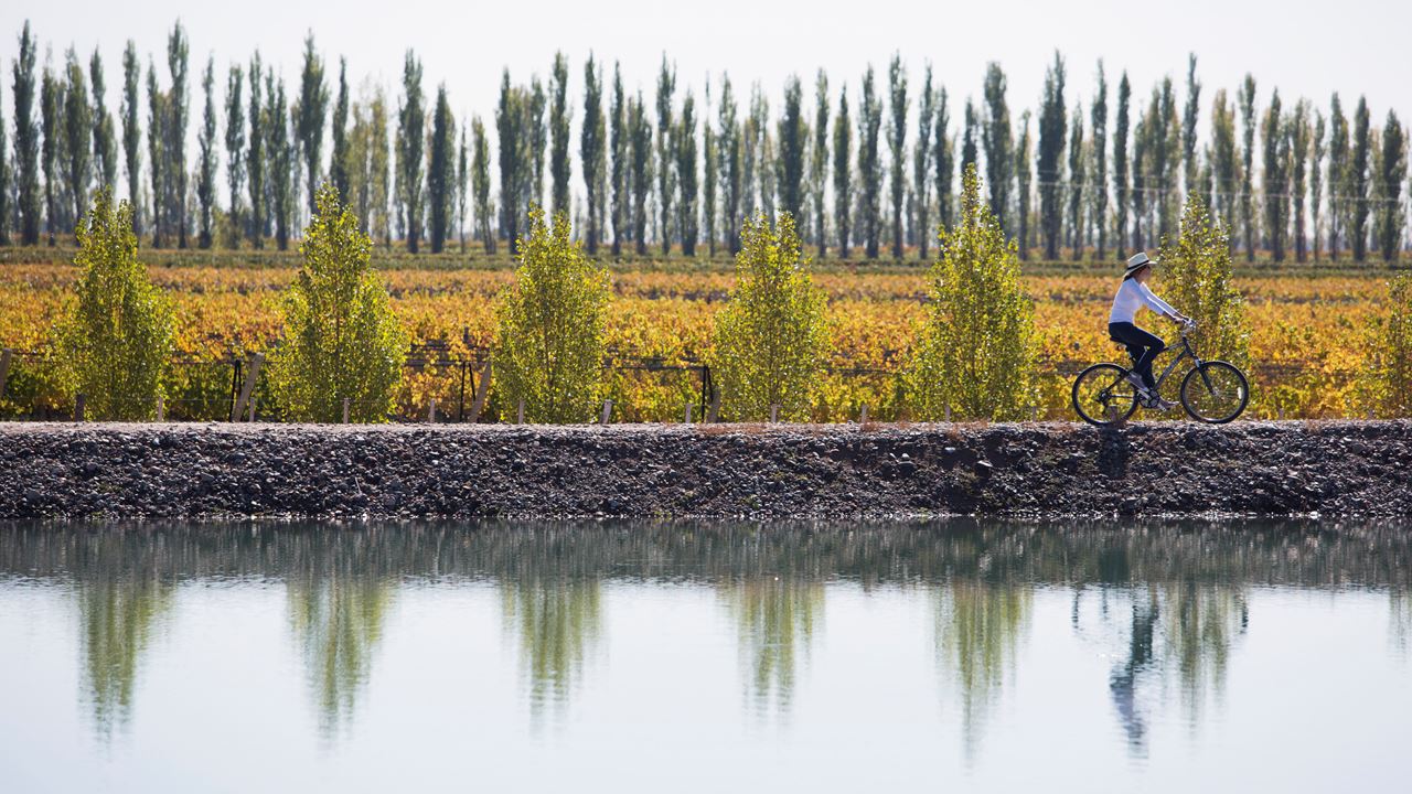 Visit To Wineries And Vineyards By Bicycle (3)