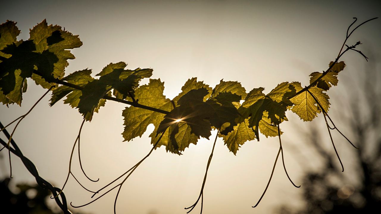 Private Wine Tour In Mendoza (1)